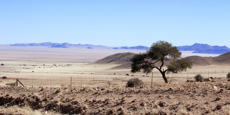 Lone tree in the harsh desertの写真素材