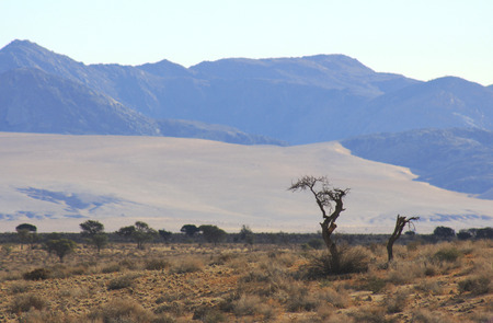 Lone tree in the harsh desertの写真素材