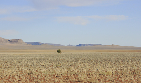 Harsh conditions of the hot savannaの写真素材