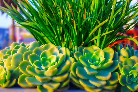 Closeup of succulent green plant cactus. echeveriaの写真素材