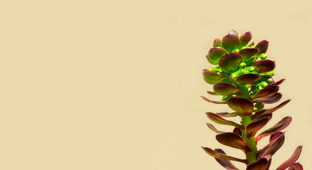 dark red flower of a juicy cactus (echeveria) on a beige backgroundの写真素材