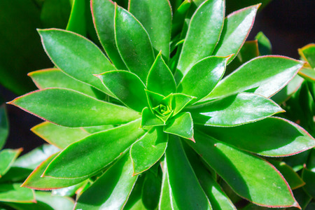 Closeup of succulent green plant cactus. echeveriaの写真素材