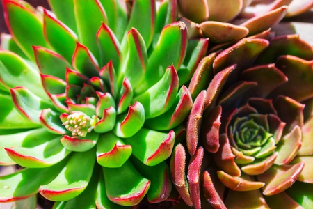 closeup two beautiful flowers of succulent cactus, texture echeveriaの写真素材