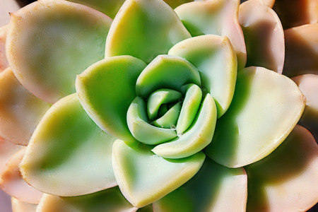 Closeup beautiful colorful flower of succulent cactus, echeveriaの写真素材