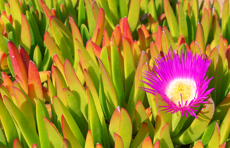 Closeup of yellow plant and purple flower of the cactus. echeveriaの写真素材