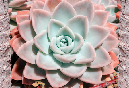 Closeup beautiful colorful flower of succulent cactus, echeveriaの写真素材