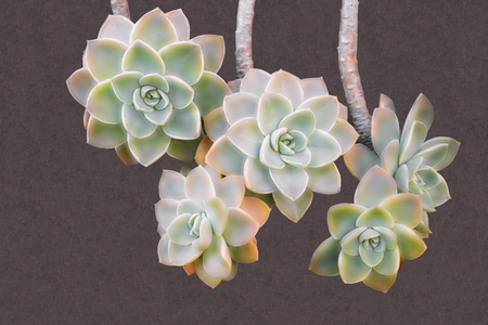 closeup beautiful flower of succulent cactus, echeveria on the brown backgroundの写真素材