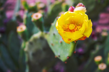 spicy cactus in the garden