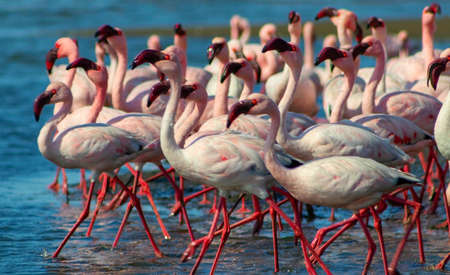 Wild african birds. Group of pink flamingos  in the blue lagoon  on a sunny day. Namibiaの写真素材