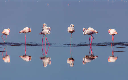 Wild african birds. Group of pink flamingo birds on the blue lagoon. Walvis bay, Namibiaの写真素材