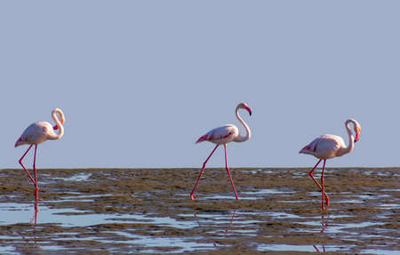 Wild african birds. Group of pink flamingo birds on the blue lagoon. Walvis bay, Namibiaの写真素材
