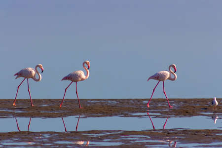 Wild african birds. Group of pink flamingo birds on the blue lagoon. Walvis bay, Namibiaの写真素材