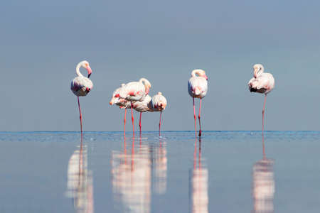 Wild african birds. Group of pink flamingo birds on the blue lagoon. Walvis bay, Namibiaの写真素材