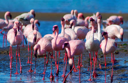 Wild african birds. Group of pink flamingo birds on the blue lagoon. Walvis bay, Namibiaの写真素材