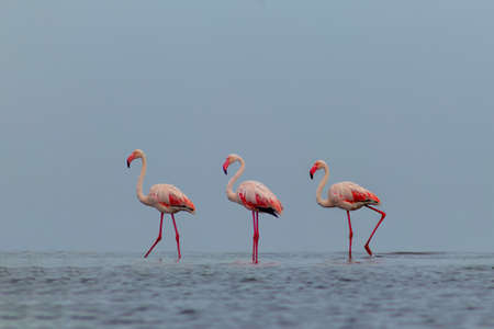 Wild african birds. Group birds of pink african flamingos  walking around the blue lagoon on a sunny dayの写真素材