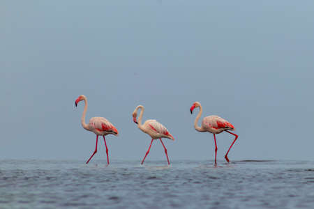 Wild african birds. Group birds of pink african flamingos  walking around the blue lagoon on a sunny dayの写真素材