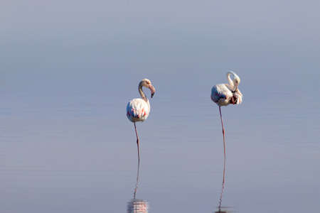 Wild african birds. Two birds of pink african flamingos  walking around the blue lagoon on a sunny dayの写真素材