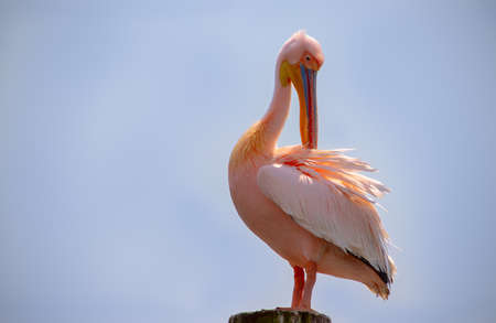 Wild african birds close-up. One Great Pink Namibian Pelican Bird Against a Bright Blue Skyの写真素材