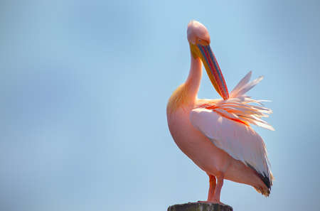 Wild african birds close-up. One Great Pink Namibian Pelican Bird Against a Bright Blue Skyの写真素材