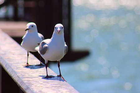 2 king gulls sits on the railing. South Africaの写真素材