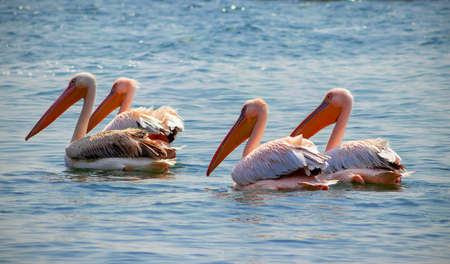 Four Great White African Pelicans  the are birds in the pelican family.  Birds swim in the lagoon on a sunny dayの写真素材