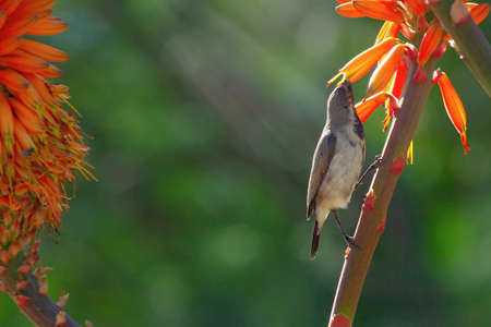 close up of aloe orange flower and little bird on green backgroundの写真素材