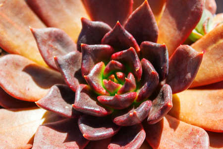 closeup  beautiful bud of dark red succulent cactus, echeveriaの写真素材