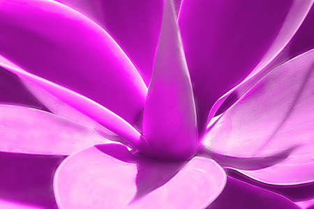 Pink plant yucca or Tree of Life captured very closelyの写真素材