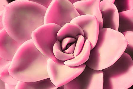 closeup  beautiful pink  flower of succulent cactus, echeveriaの写真素材