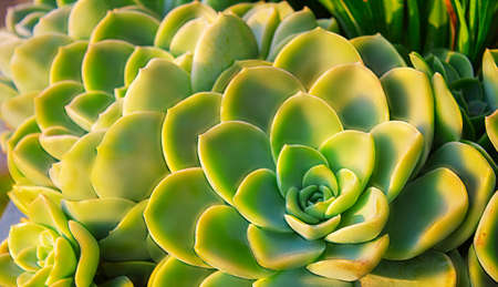 Closeup  succulent green plant cactus. echeveriaの写真素材