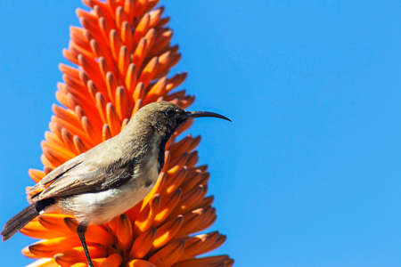 close up of aloe orange flower and little bird on blue backgroundの写真素材