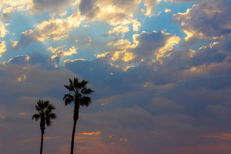 Palm trees and colorful sky with dramatic skyの写真素材
