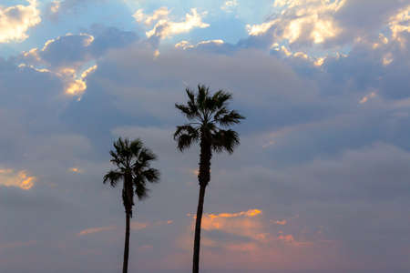 Palm trees and colorful sky with dramatic skyの写真素材