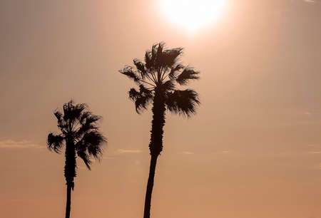 palm trees and colorful sky with beautiful sunsetの写真素材
