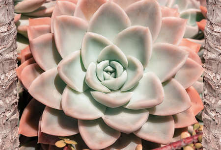 closeup  succulent colorful plant cactus. echeveriaの写真素材