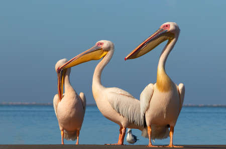 Wild african birds. A group of several large pink pelicans stand in the lagoon on a sunny dayの写真素材