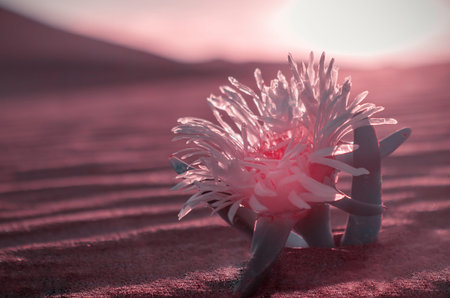 yellow flower grows on a sand dune in the Namib desertの写真素材
