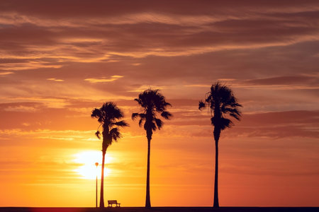 Palm trees silhouette at beautiful bright sunset