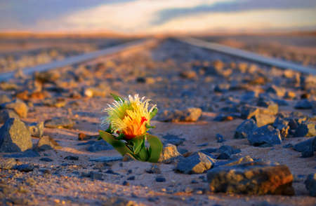 yellow flower grows between stones on railswaysの写真素材