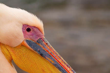 Beautiful pink pelican bird. Natural wildlife shot in Namibia. Pelican with ocean sea background. Wild animal in nature. Close up of natureの写真素材