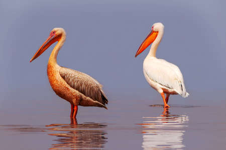 Wild african birds. Two large pink pelicans and their reflection in the clear water of the lagoonの写真素材