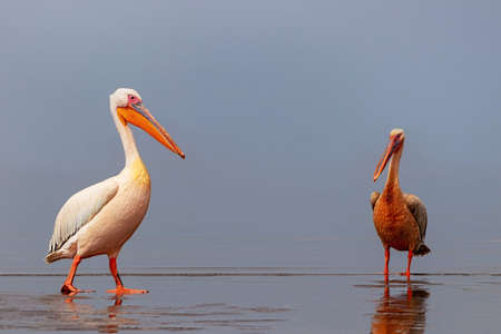 Wild african birds. Two large pink pelicans and their reflection in the clear water of the lagoonの写真素材