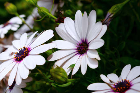 Close-up of white gazania flowers on a gentle natural dark background.の写真素材