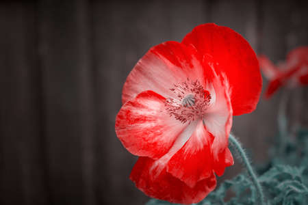 Red  poppy flowers in tropical garden in the spring close-up of a macro. Floral background. Selective focusの写真素材