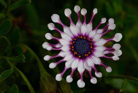 Close-up of white gazania flowers on a gentle natural dark background.の写真素材
