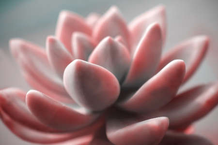 Beautiful pink echeveria (cactus)  close-up macro soft focus spring outdoor on a soft blurred background. Romantic soft gentle artistic image.の写真素材