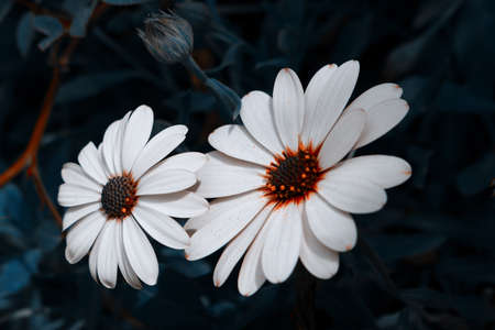 Close-up of white gazania flowers on a gentle natural dark background.の写真素材