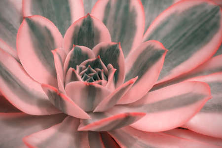 Beautiful pink echeveria (cactus)  close-up macro soft focus spring outdoor on a soft blurred background. Romantic soft gentle artistic image.の写真素材