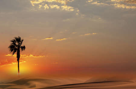 Palm tree  silhouette at african sunsetの写真素材