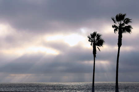 palm trees and colorful sky with beautiful sunsetの写真素材